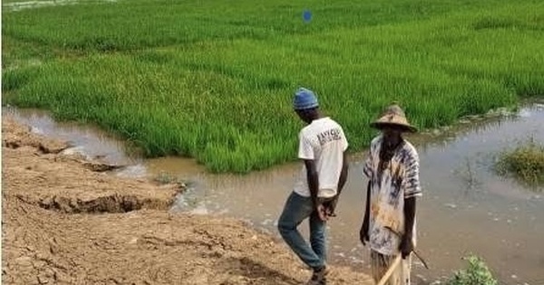 Podor : plus de 500 hectares de terres agricoles inondés