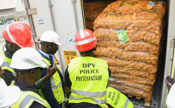 Réception de semences de pomme de terre pour la campagne horticole 2025–2026