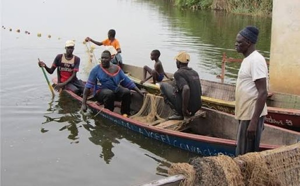 Richard-Toll : un plan pour sauver le tilapia du lac de Guiers