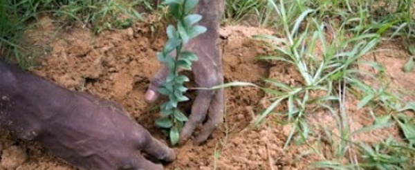 Grande muraille verte : 40 000 hectares reboisés par le Sénégal