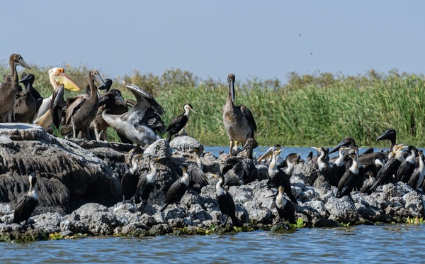 Dénombrement international : 22 000 oiseaux recensés au Djoudj