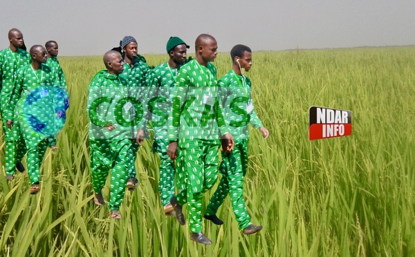 GIE Coskas Tivaouane : 70 hectares de riz emblavés dans le Walo