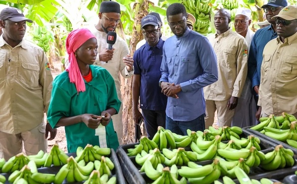 112 000 tonnes de bananes : le record salué par le Président à Tambacounda