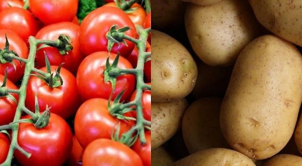 Pomme de terre et tomate : Les producteurs de Notto craignent une campagne agricole catastrophique