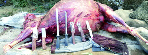 20 tonnes de viande d’âne saisies