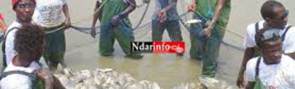 Aquaculture : Le Sénégal vise une production annuelle de 30.000 tonnes en 2018 selon le ministre de la Pêche