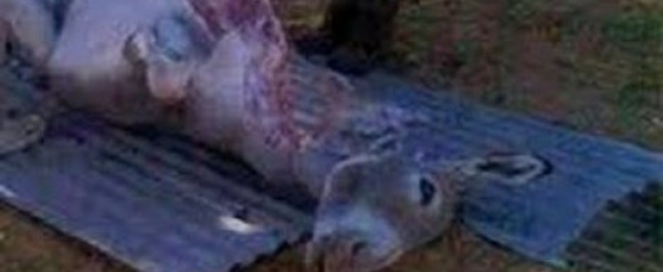 Viande d’âne, un boucher tombe