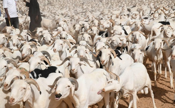 Tabaski 2026 au Sénégal : 860 000 moutons attendus pour le marché national