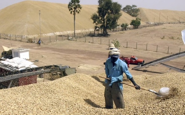 Campagne arachidière 2026 : La Sonacos bat un record historique avec 205 000 tonnes collectées