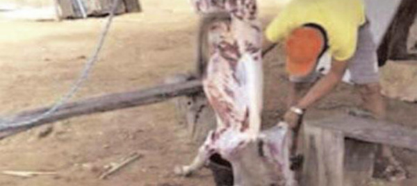 Audition du chevillard Babacar Sarr : "A la Sogas, la viande d'âne est mélangée à celle de bœuf, chèvre et mouton"