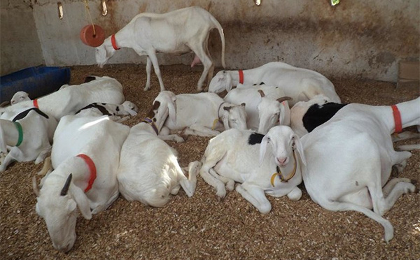 Tivaouane : 5 moutons Ladoum emportés par des assaillants armés