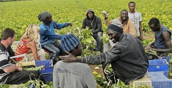 Migration circulaire 2026 : Le nouveau barème des salaires pour les ouvriers agricoles en Espagne