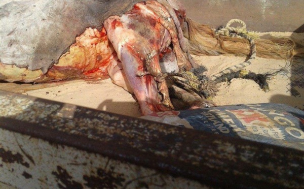 Urgent - Après l'âne, le cheval: Des gens pris en flagrant délit, Gendarmerie de Hann envahie