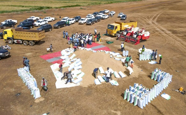 Filière Riz : Des mesures fortes annoncées pour stopper les importations massives