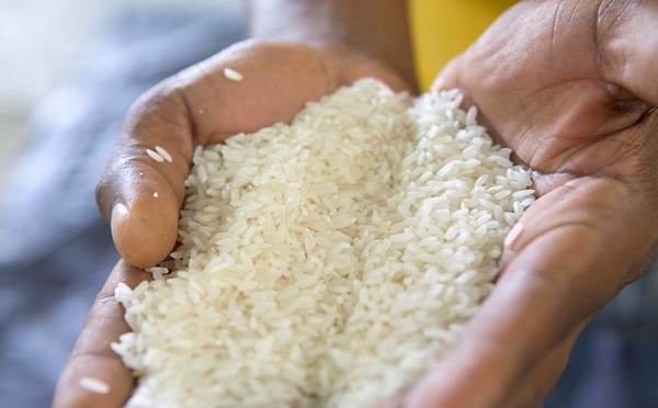 12 novembre 2026 : Ce qui change pour les importateurs et les producteurs de riz
