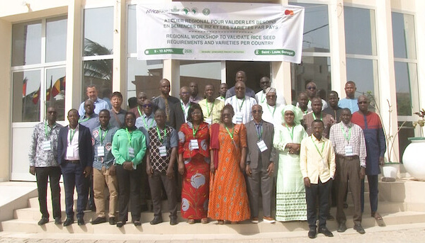 Programme REWARD : Vers une feuille de route pour les semences de riz en Afrique de l’Ouest