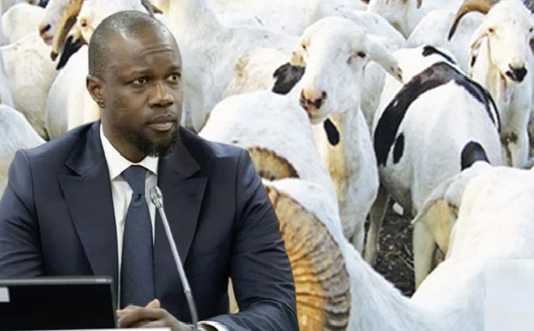 Tabaski 2026 : Ousmane Sonko ordonne l'exonération des taxes sur les moutons