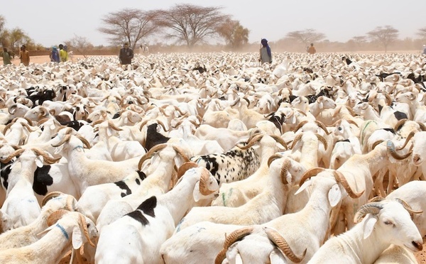 Tabaski 2026 : le dimanche 19 avril 2026, 1er jour du mois de Dhul Qa’da, selon la CONACOC