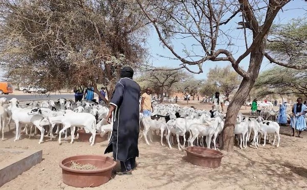 Tabaski 2026 : Saint-Louis annonce un besoin de 222 000 moutons