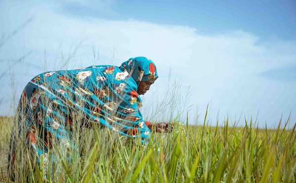 Filière Riz : Le FONGIP injecte 1,7 milliard de FCFA pour booster la production