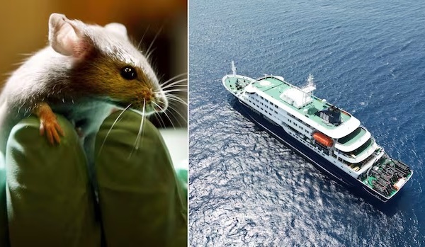 Alerte Hantavirus : les autorités renforcent la vigilance nationale