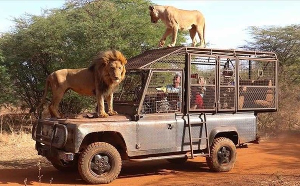 Environnement : Lions, éléphants et rhinocéros au cœur du projet Lion Rouge.