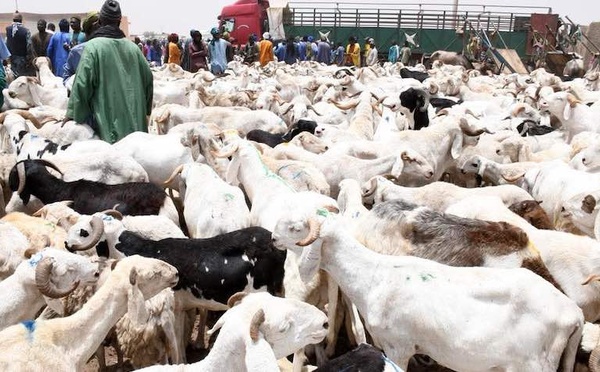 Tabaski 2026 : Plus de 490 000 moutons déjà recensés, le Secrétaire d’État Alpha Ba rassure