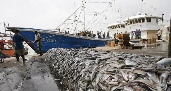 Attribution dérogatoire de licences : la CONAPED fustige le dégel partiel de la pêche démersale côtière