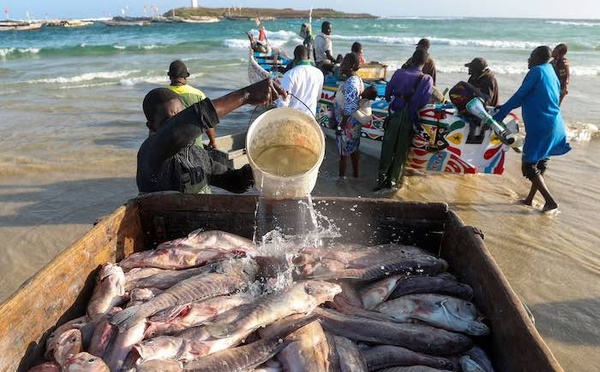 Gestion halieutique : le ministère de la Pêche attribue quatre licences d'exploitation côtière pour approvisionner le marché intérieur