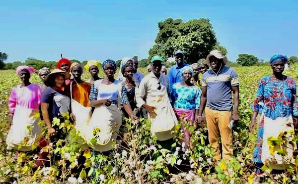 Relance cotonnière : Le Sénégal vise 100 000 tonnes et mise sur la transformation locale