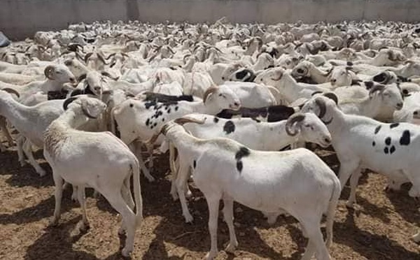 Sénégal : Plus de 143 000 moutons invendus après la Tabaski