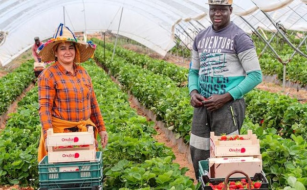 Migration circulaire : une deuxième cohorte de 50 travailleurs agricoles départ pour l'Espagne