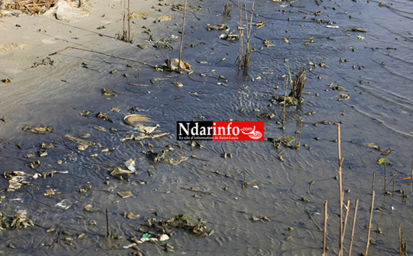 Saint-Louis : les déchets liquides des Chinois polluent le Fleuve (Photos)