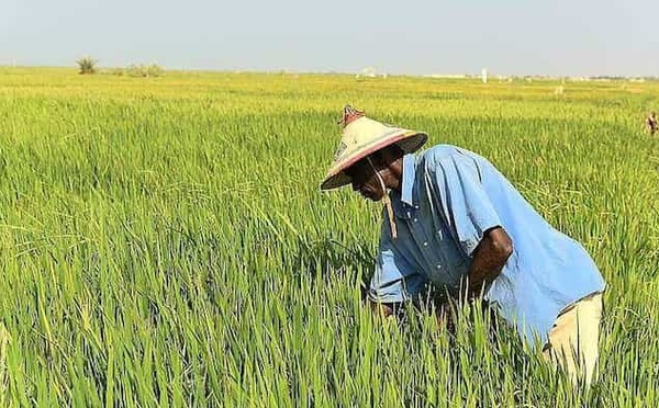 Bakel : la filière riz sous tension face à la SENELEC