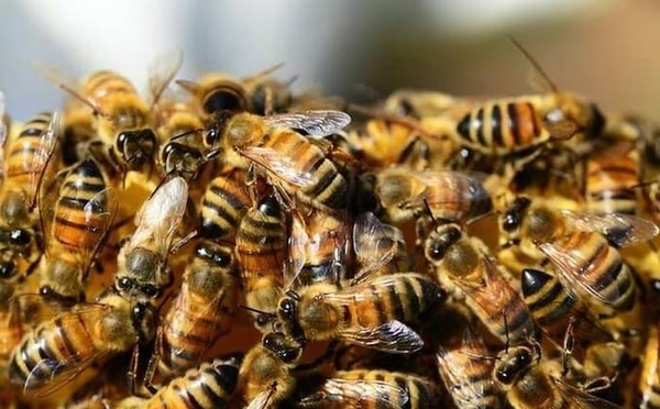Podor : une attaque d'abeilles fait trois chevaux tués et quatre blessés à Ngayaye