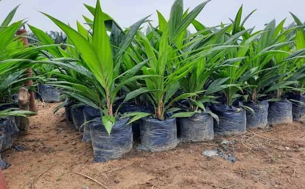 Kolda : 3 000 plants de palmier à huile sauvage pour restaurer la filière