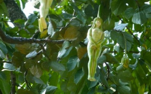 Choquant! « Un arbre mystérieux produit des fruits en forme de femmes nue» (photos)