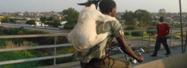 Saint-Louis : le blogueur « emprisonne » un voleur de chèvre, gardien de la Linguère.