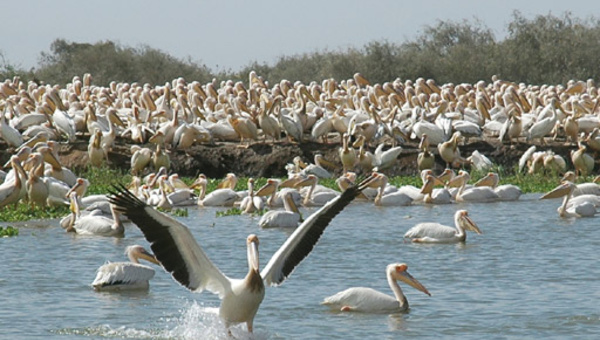 1ère Edition du concours sur le tourisme durable : Orni Tourisme Sénégal séduit le jury