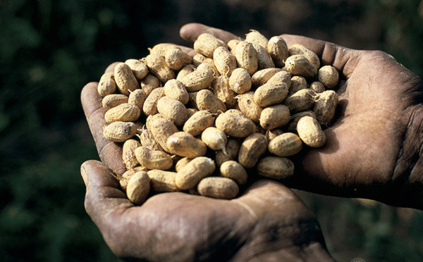 Production de semences certifiées : le PPAAO veut atteindre 40% de femmes d’ici 2017 (responsable)