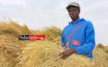 Saint - Louis : 20 milliards pour le secteur agricole