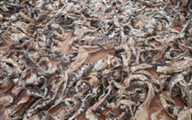 LUTTE CONTRE LA CRIMINALITE FAUNIQUE : Trois trafiquants de peaux de pythons royaux arrêtés à Lomé