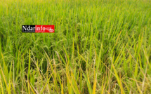 Gros importateur de riz, le Sénégal bientôt exportateur