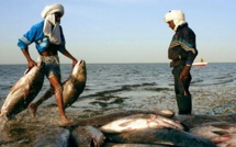 Les pêcheurs sénégalais appelés à respecter la souveraineté mauritanienne sur ses ressources