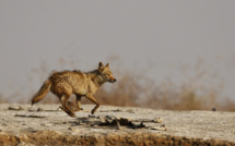 Kébémer : un chasseur de chacals se donne la mort après s’être tiré une balle dans le ventre