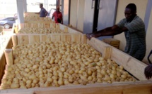 Il n’y a pas de pénurie de pomme de terre au Sénégal, assure le directeur de l’ARM