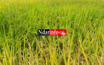 Riziculture : un niveau de réalisation de 98% pour la saison chaude