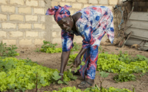Saint-Louis : mise en place d’un réseau national des épicentres du Sénégal