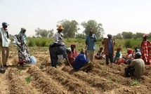 SENEGAL-JAPON-AGRICULTURE:  Vallée du fleuve : la JICA promet 14 unités de transformation du riz
