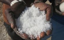 Riz : plaidoyer pour une annualisation des crédits aux producteurs